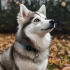 Guide to Raising a Healthy 1 Year Old Pomsky Puppy
