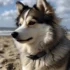 Pomsky Puppies for Sale in Rhode Island