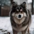 Firefox Add-Ons for Pomsky Lovers: Top Tools and Resources