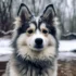Pomsky Puppies for Sale in Lansing, MI