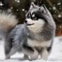 Pomsky Puppies for Sale in Nashville: The Ultimate Guide