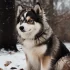 Pomsky Puppies for Sale Near Maryland – Find Your Perfect Companion