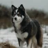 Pomsky Puppies for Sale Near Indiana