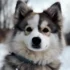 Pomsky Puppies NC: Finding the Right Breeder for Your New Pomsky Puppy