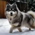 Pomsky Puppies for Sale in New England: Find Your Furry Friend Today!