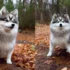 Pomsky Puppies for Sale in New Mexico