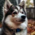 Pomsky Puppies for Sale Under $500: How to Find Affordable and Healthy Pomskies