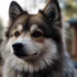 Pomsky Puppies for Sale Under $500: How to Find Affordable and Healthy Pomskies