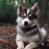 Pomsky Puppies Virginia: Find the Perfect Companion Today!