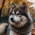 Pomsky Precio Chile: ¿Cuánto cuesta un Pomsky en Chile?
