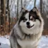 Top Pomsky Breeders in Chicago: Find Your Perfect Pup