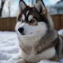 Adopt a Pomsky in Arizona: Tips and Tricks for Successful Pomsky Adoption