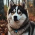 Pomsky Puppies for Sale in Arkansas: Find Your Furry Companion