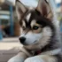 Pomsky Puppies for Sale: Finding a Reputable Breeder