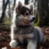 Pomsky Puppies for Sale in Arkansas: Your Guide to Finding the Perfect Companion