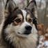 Pomsky Puppies for Adoption in NY