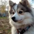 Pomsky Puppies for Sale in Atlanta, GA: Find Your Furry Friend Today!