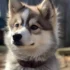 Pomsky Puppies for Sale in Arkansas: Find Your Furry Companion