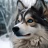 Pomskies for Sale in Australia: Where to Find Them
