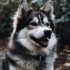 Pomsky Puppies for Sale in Augusta GA: Find Your Perfect Furry Companion Today!