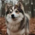 Pomsky Puppies for Sale in Australia: Find Your Perfect Furry Companion
