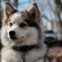 Pomsky Puppies: Average Price and Where to Find Them