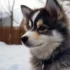 Pomsky Puppies for Sale in Austin, Texas
