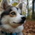 Pomsky Puppies for Sale in Augusta GA: Find Your Perfect Furry Companion Today!