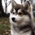 Pomsky Puppies for Sale in Bay Area