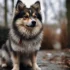 Pomsky Puppies for Sale in Australia: Find Your Perfect Furry Companion
