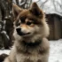 Pomsky Puppies for Sale in Austin TX