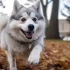 Pomsky Blanc Prix: Combien coûtent les Pomskies blancs ?