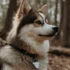 Pomsky Puppies for Sale in Birmingham, Alabama