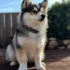 Pomsky Puppies for Sale in Canada