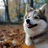 Pomsky Puppies for Sale in Columbus Ohio – Find Your Perfect Companion Today!