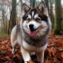 Pomskies for Sale in Des Moines, IA