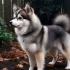 Pomsky Puppies for Sale in Alberta: Find Your New Furry Friend Today!