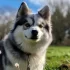 Pomsky Calendar: Keep Track of Your Pomsky’s Schedule