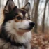 Pomsky Puppies for Sale in Buffalo, NY