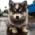 Pomsky Puppies for Sale in Canada