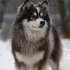 Pomsky Puppies for Sale in Huntsville, AL