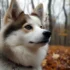 Pomsky Puppies Characteristics: Understanding the Personality Traits and Temperament