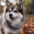Pomsky Puppies for Sale in Cincinnati, Ohio
