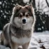 Cheap Pomsky Puppies For Sale: How to Find Them