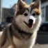 Cheap Pomsky Puppies for Sale Near Me: Is it Worth the Risk?