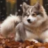 Pomsky Puppies for Sale in Chicago