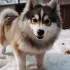 Where to Find Pomsky Puppies in Canada