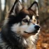 Pomsky Puppies for Sale in Dallas: Where to Find Them