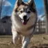 Pomsky Puppies for Sale in Colorado Springs: Find Your New Furry Friend