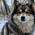 Pomsky Puppies for Sale in Des Moines Iowa: Your Ultimate Guide to Finding the Perfect Companion